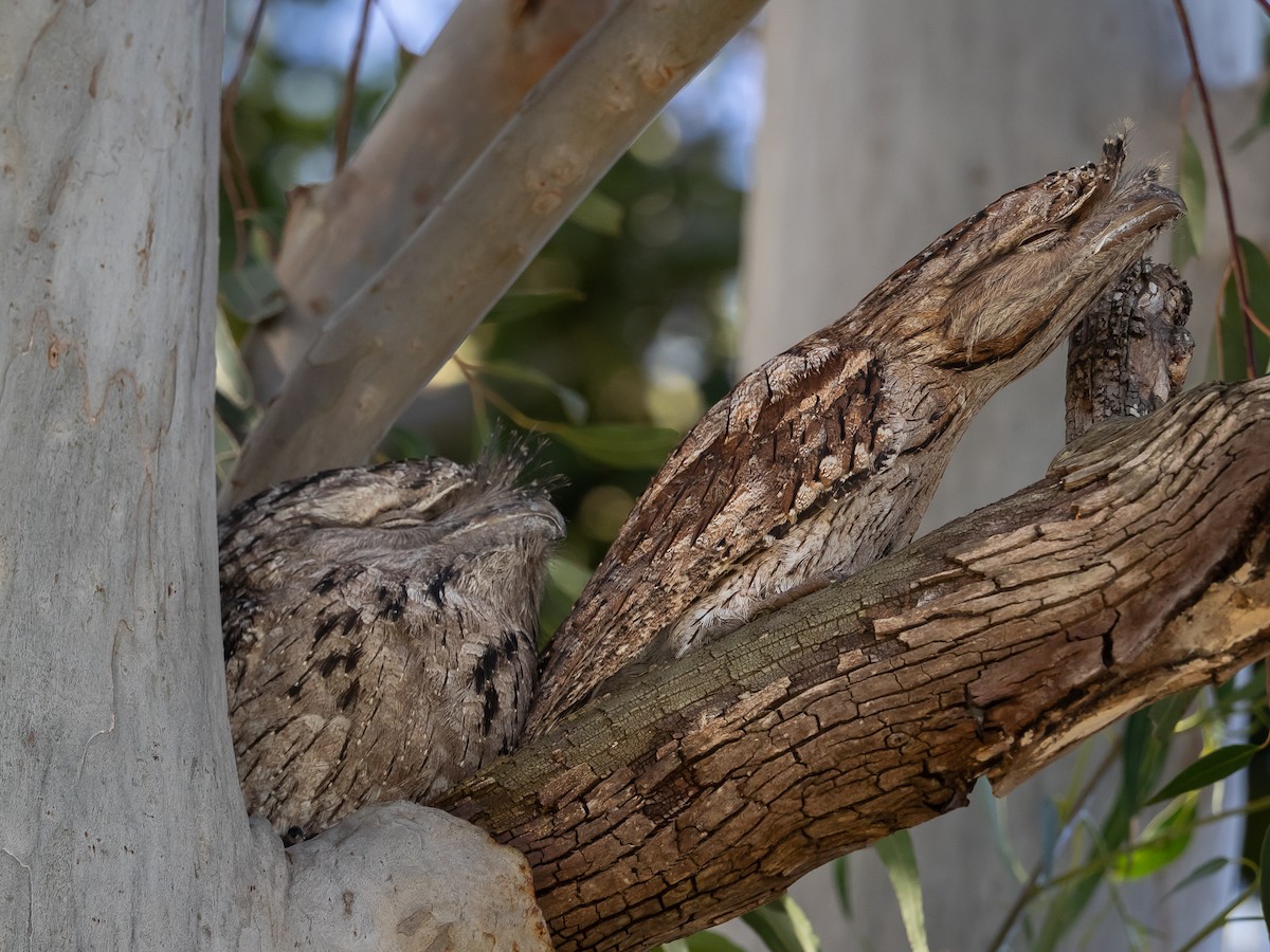 Tawny Frogmouth - Anne Love