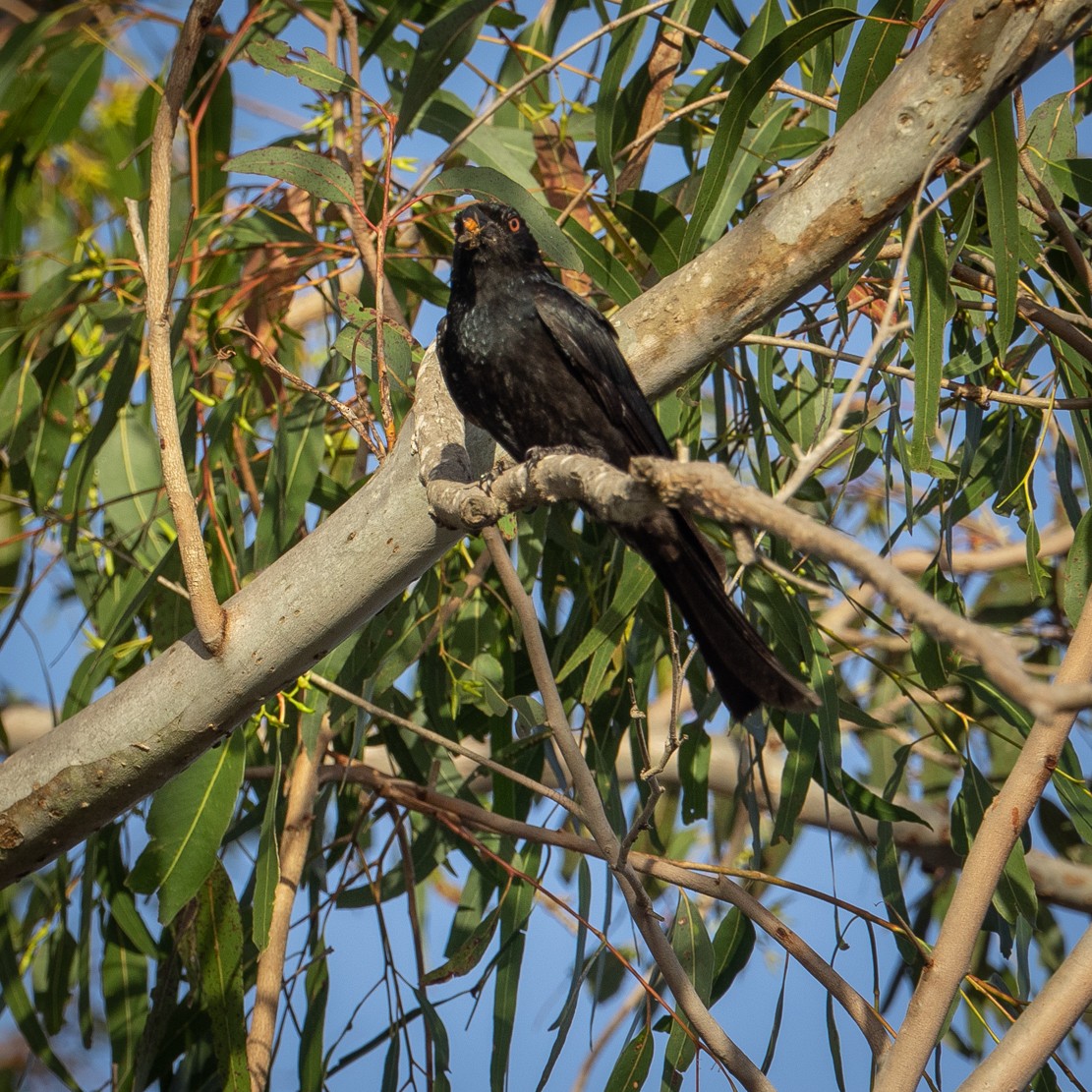 Spangled Drongo - Anne Love