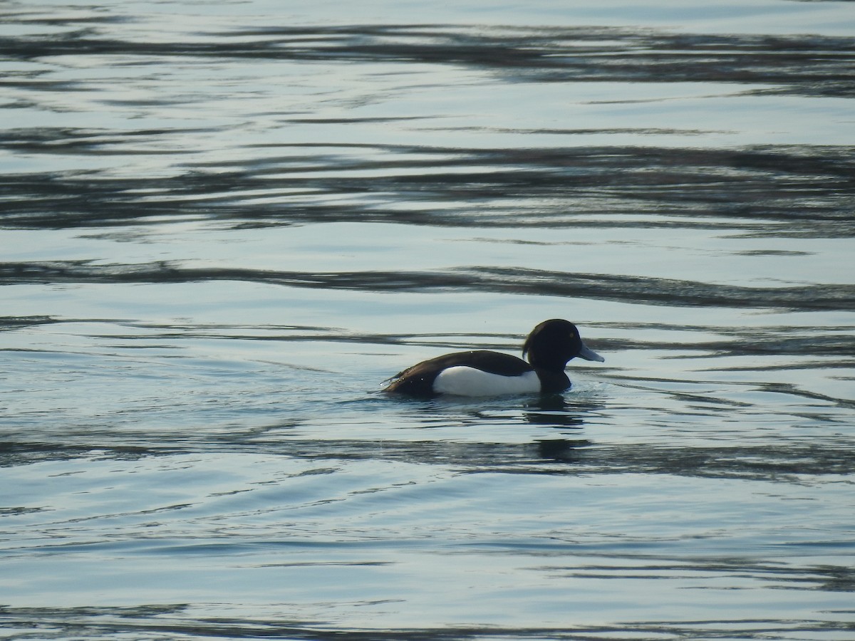 Tufted Duck - ML109630151