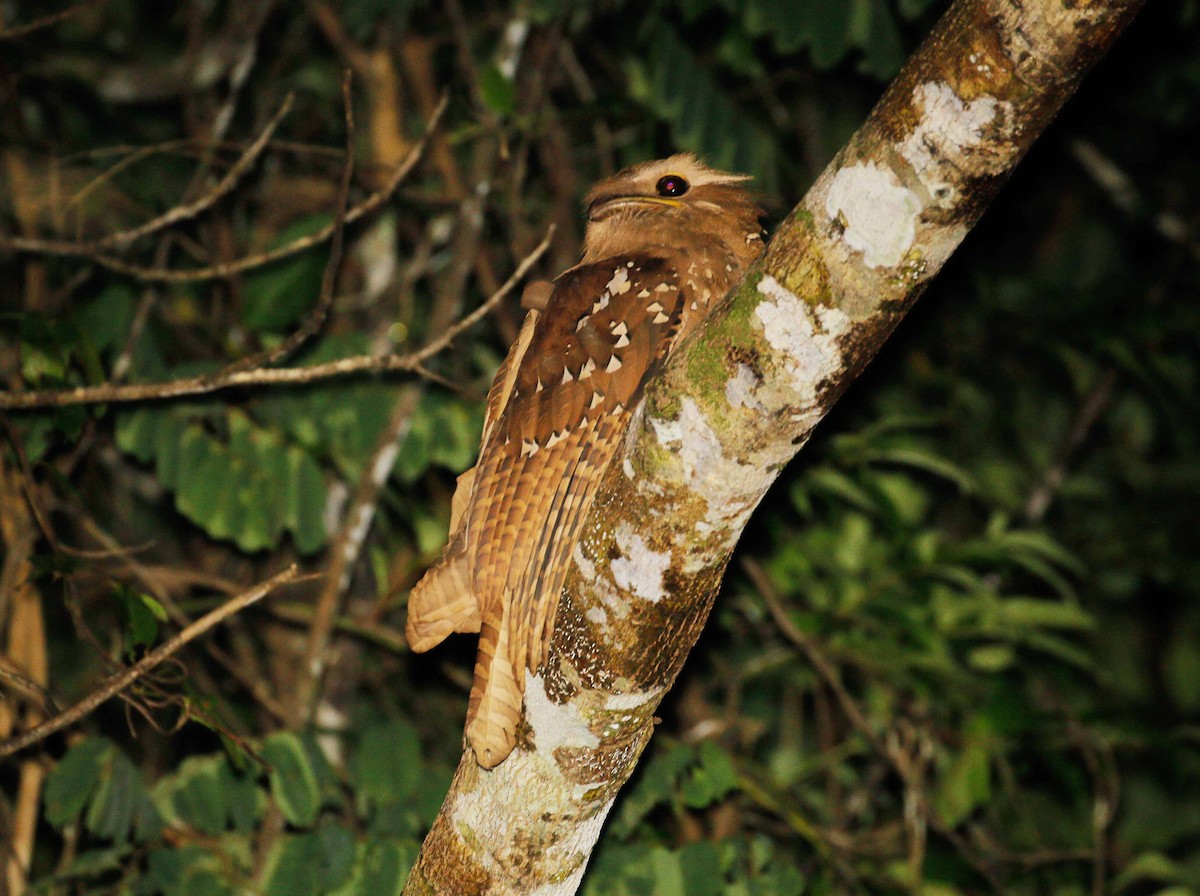 Large Frogmouth - ML109631101