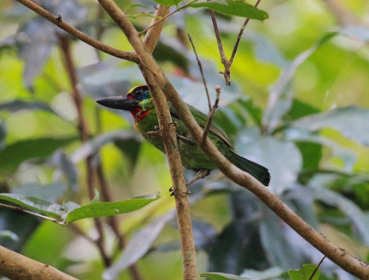 Red-throated Barbet - ML109631141