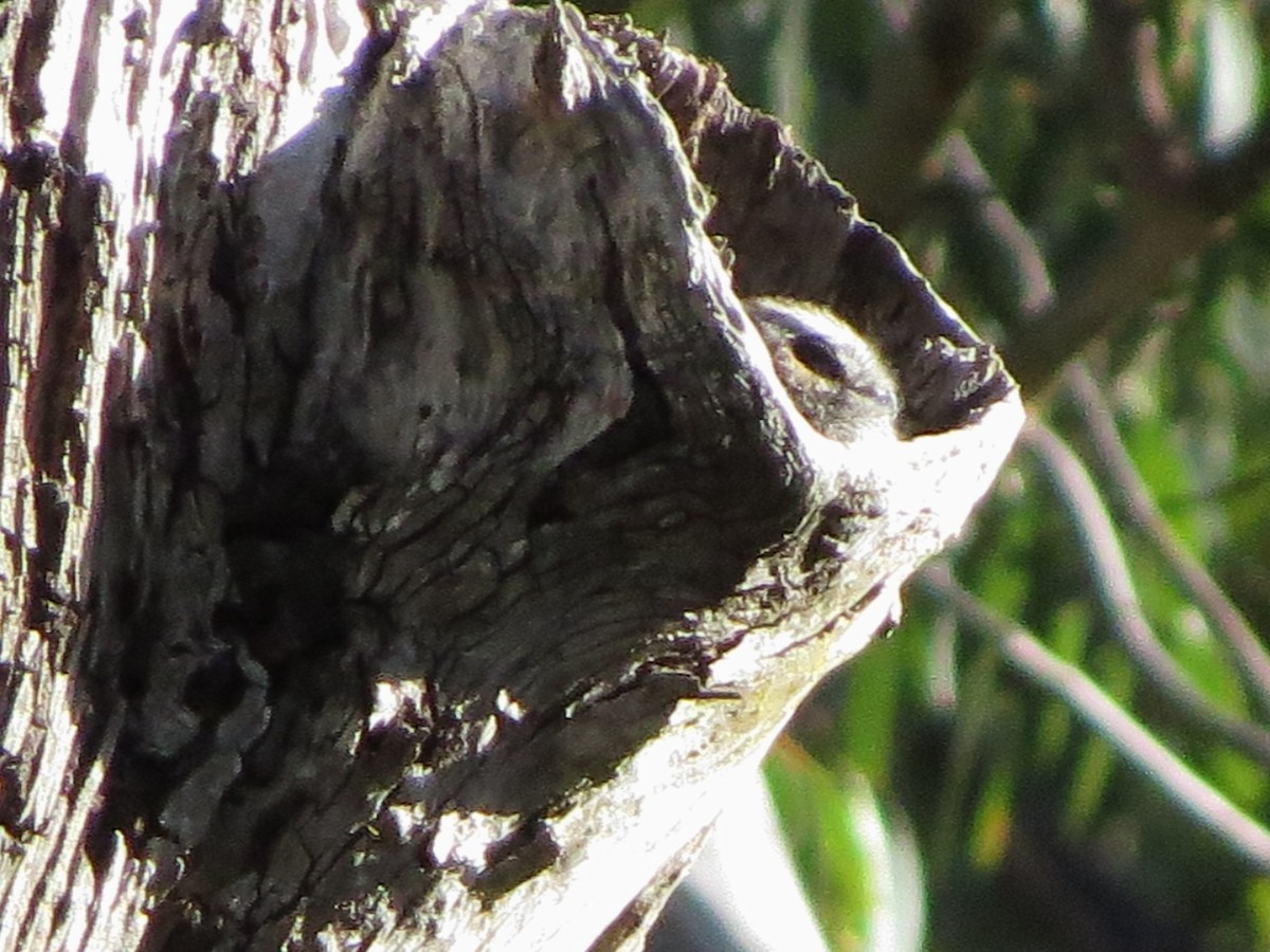 Australian Owlet-nightjar - Glenda Fitzpatrick