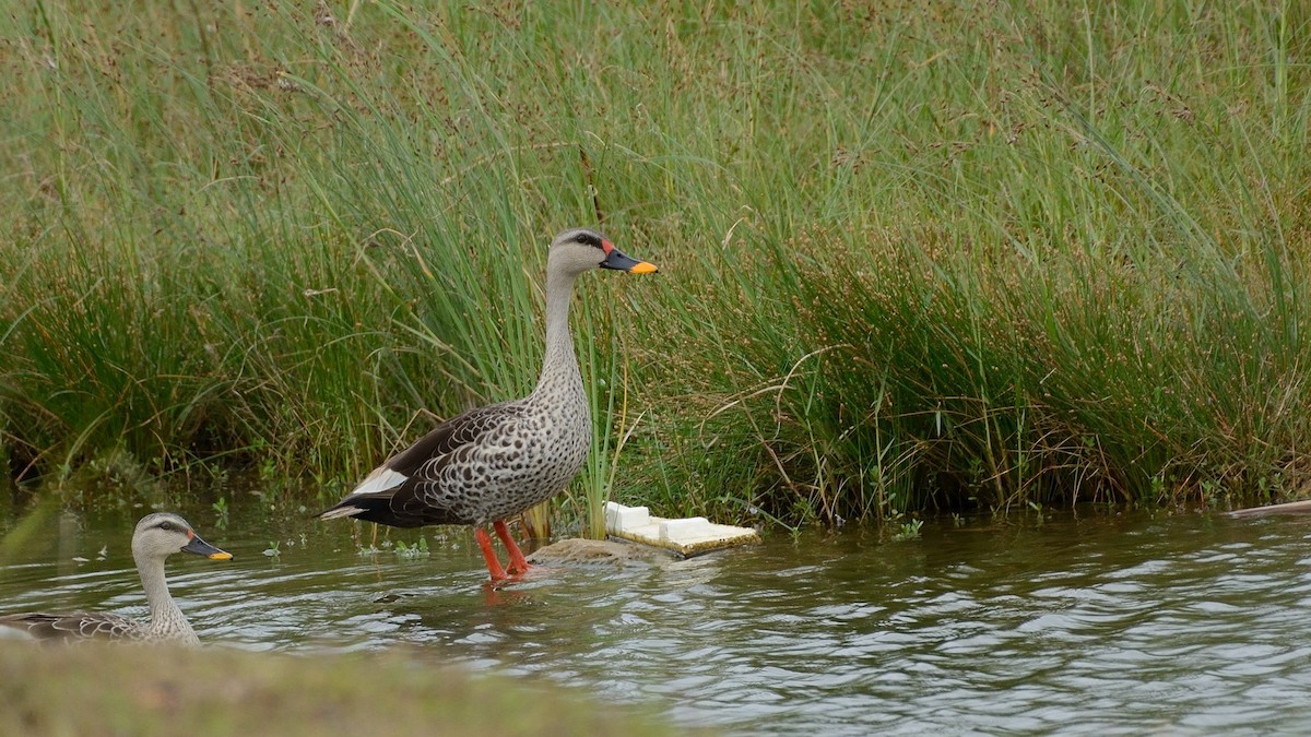 Indian Spot-billed Duck - ML109631651