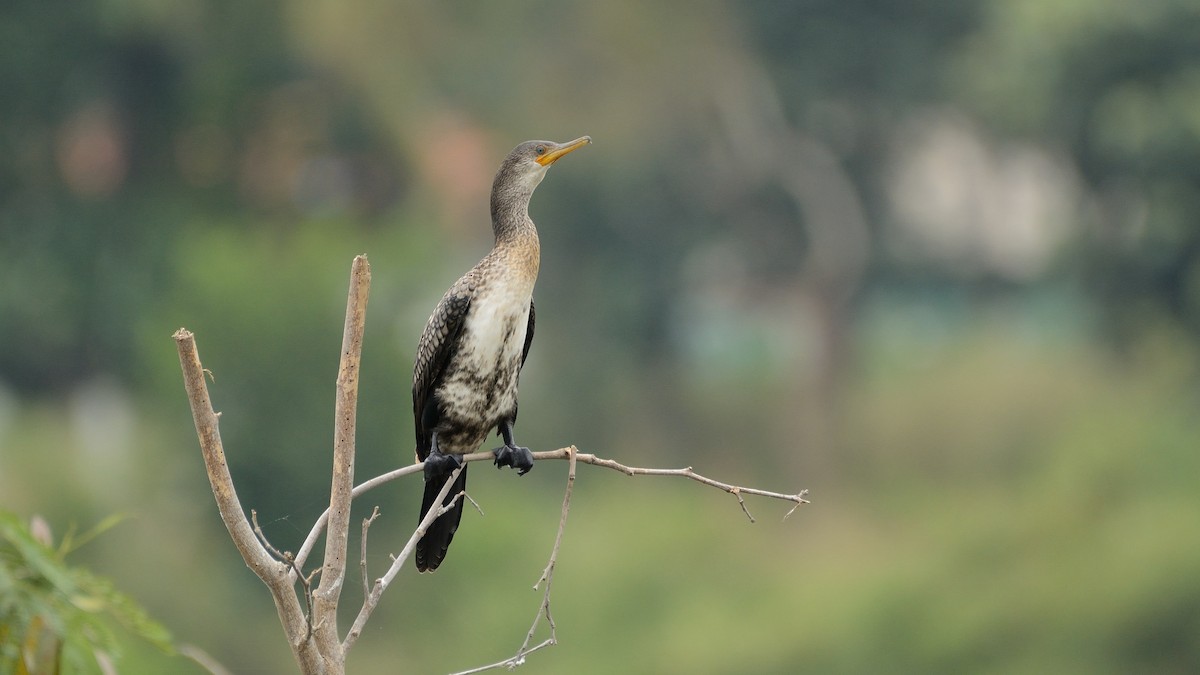 Indian Cormorant - Sanjay Malik