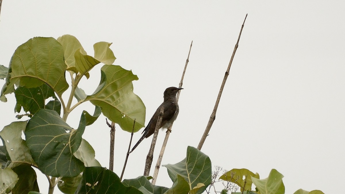 Gray-bellied Cuckoo - Sanjay Malik