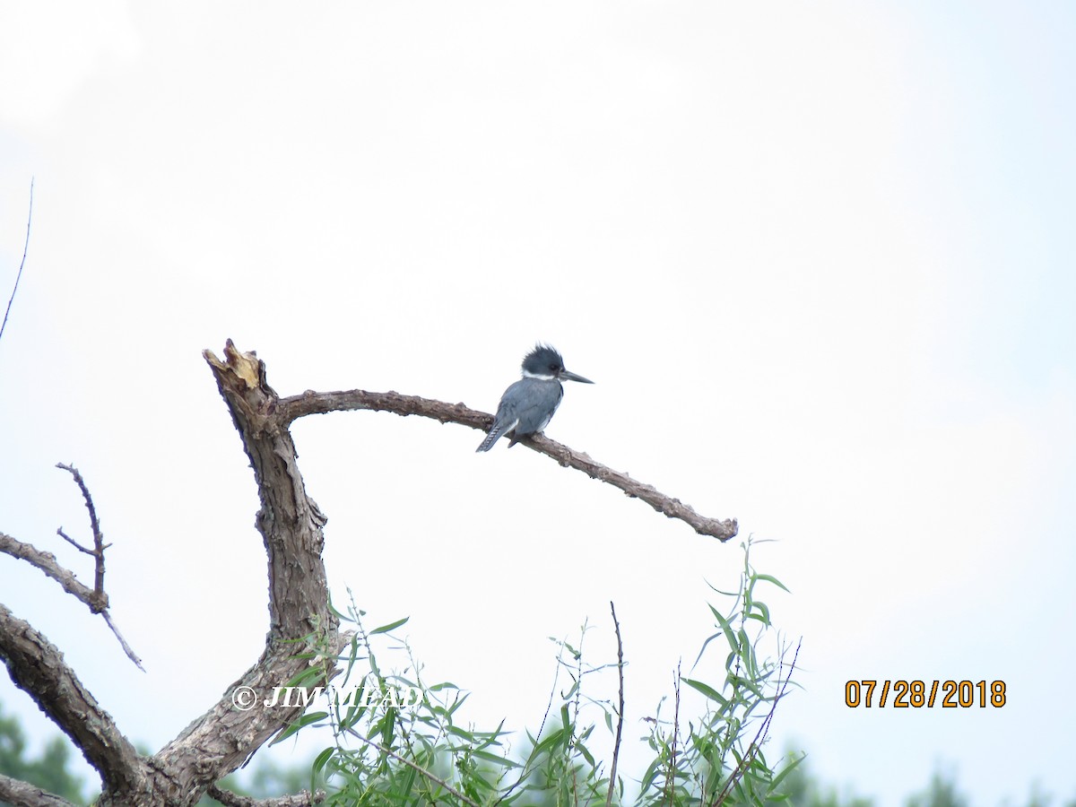 Belted Kingfisher - ML109633811