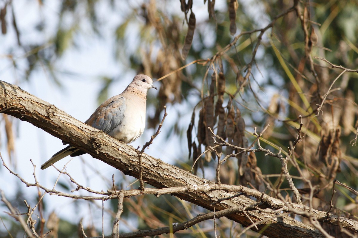 Laughing Dove - ML109636181