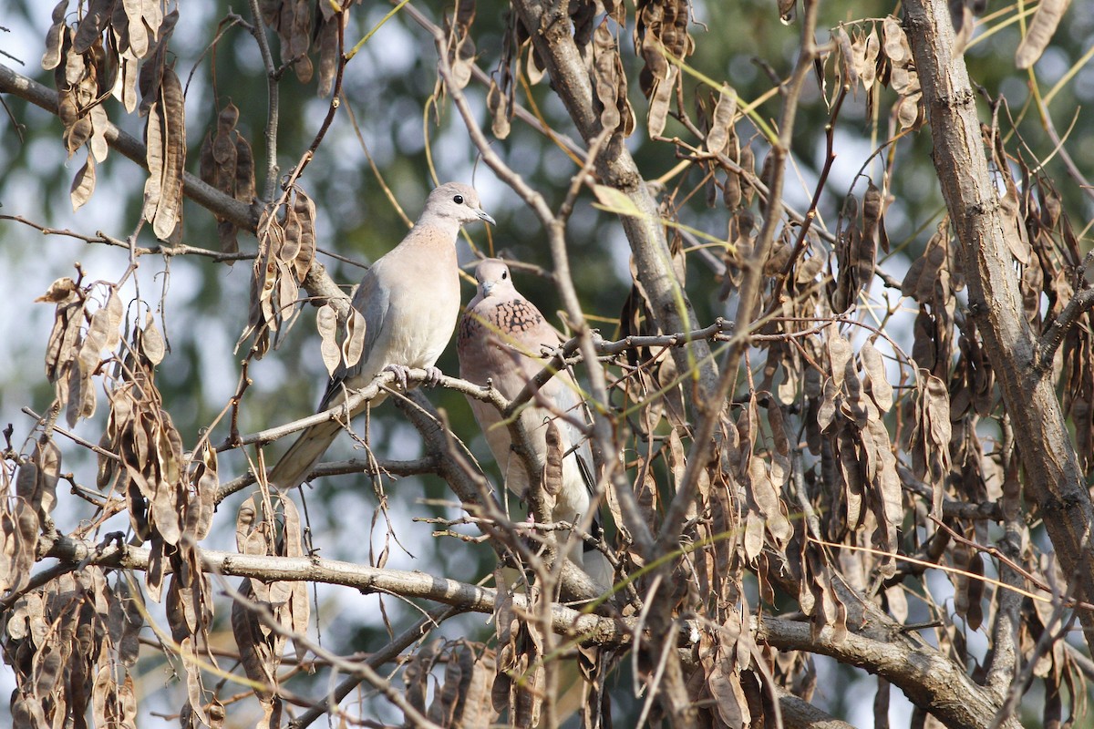 Laughing Dove - ML109636191
