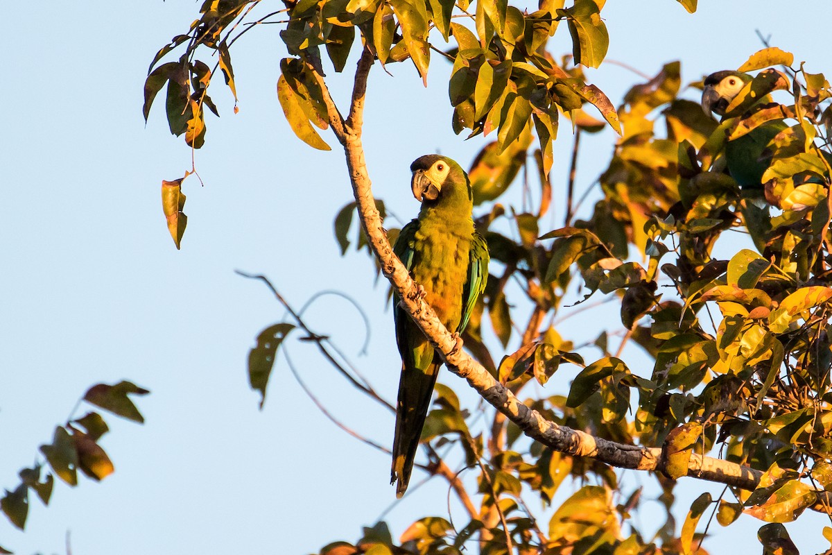Yellow-collared Macaw - ML109638001