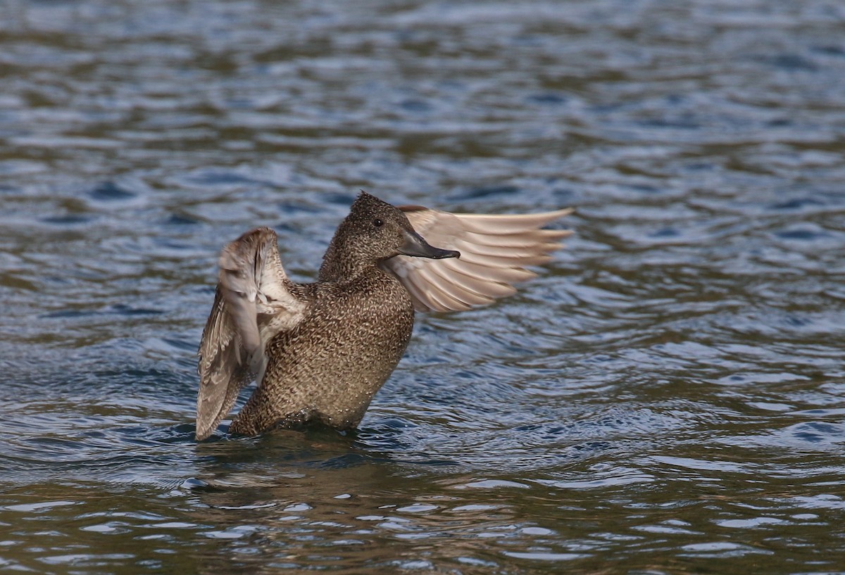 Freckled Duck - ML109639871
