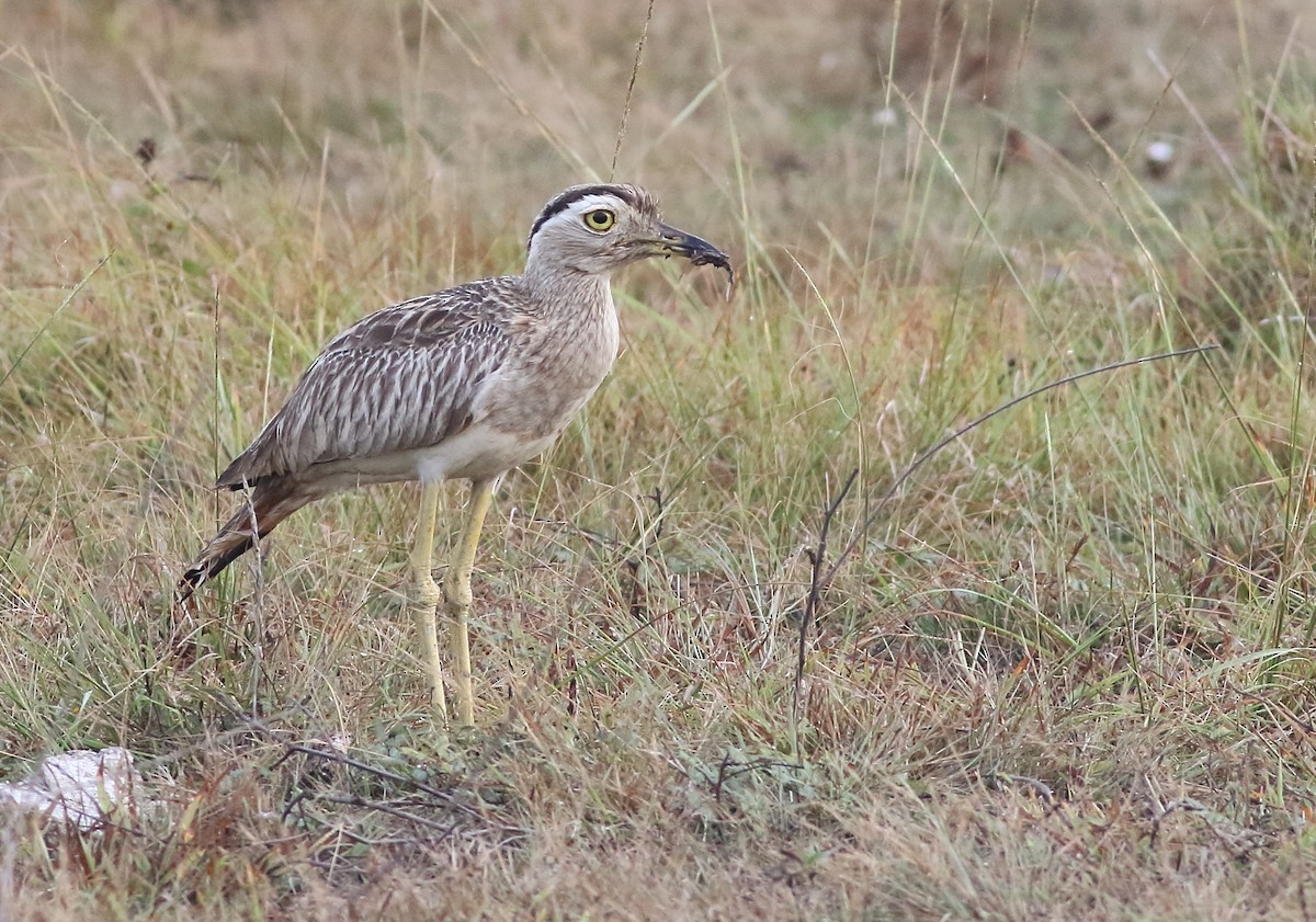 Double-striped Thick-knee - ML109641491