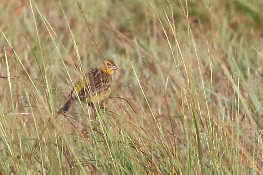 Grassland Yellow-Finch - ML109641611