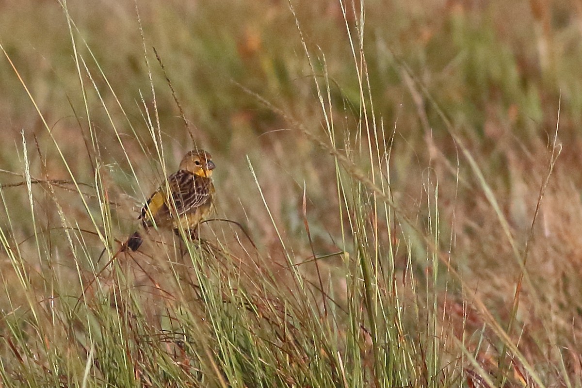 Grassland Yellow-Finch - Mark L. Hoffman
