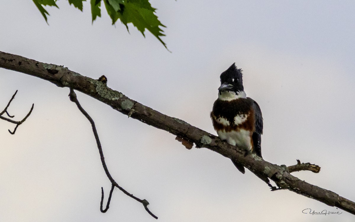 Belted Kingfisher - ML109641981