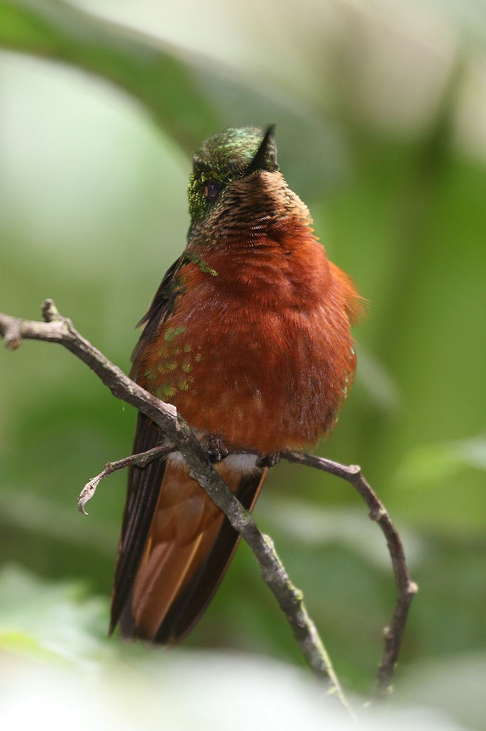 kolibřík peruánský - ML109643461