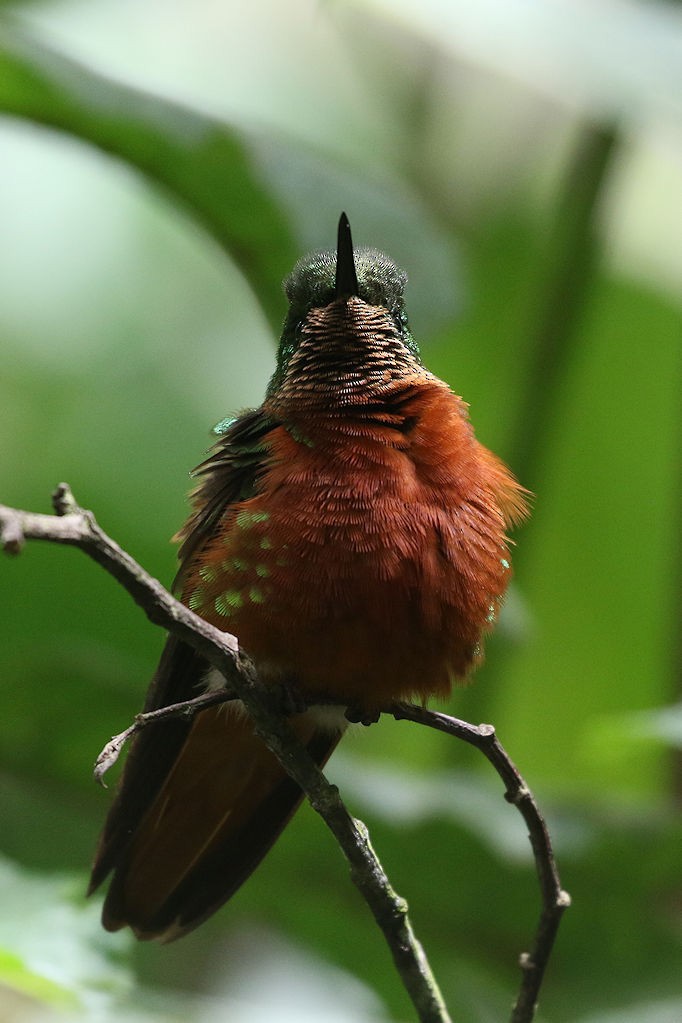 kolibřík peruánský - ML109643471
