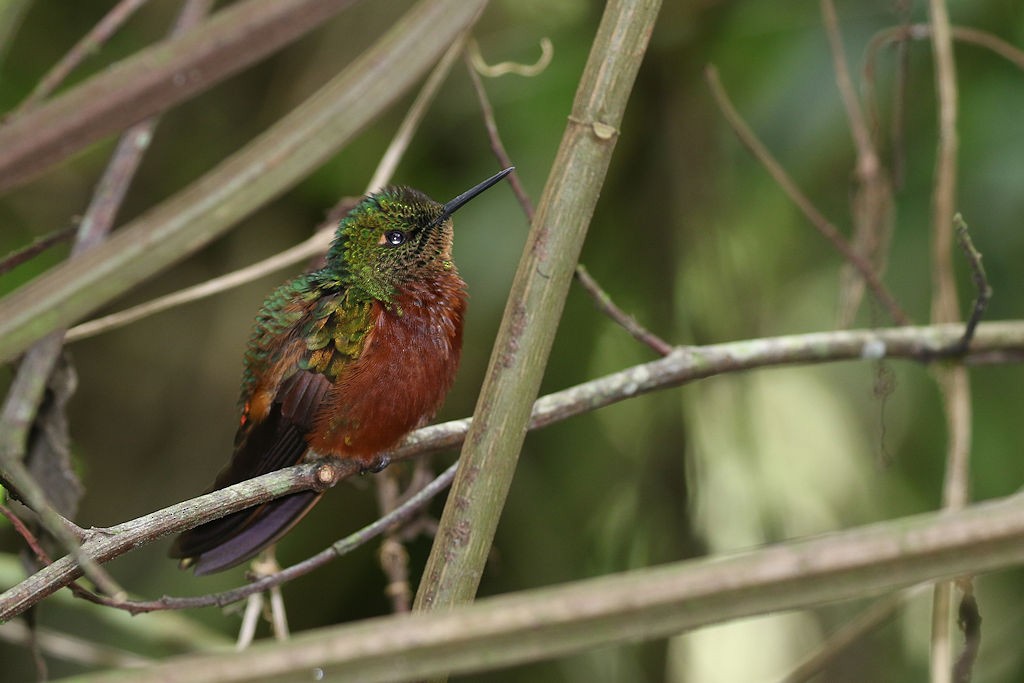 kolibřík peruánský - ML109643481