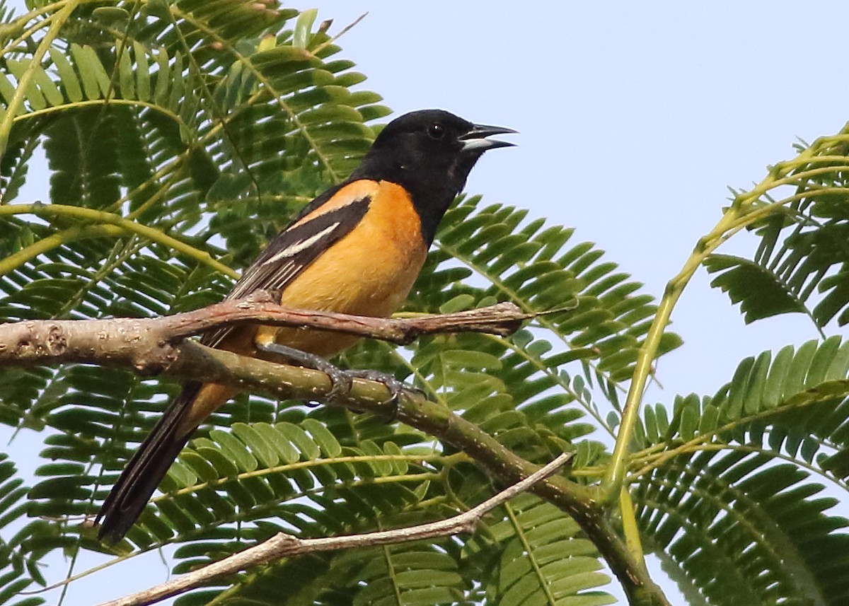 Orchard Oriole (Fuertes's) - ML109645781