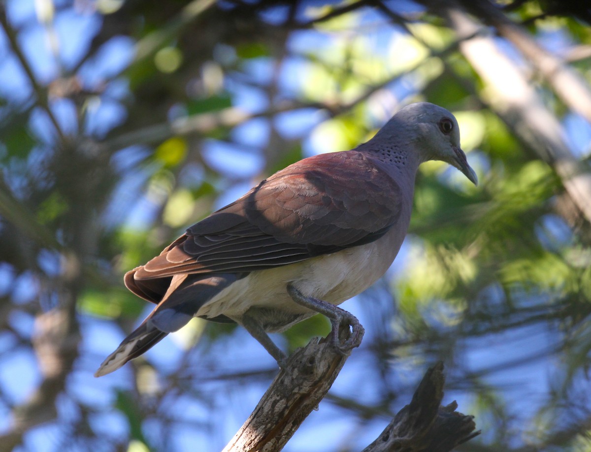 Malagasy Turtle-Dove - Philip Boyle