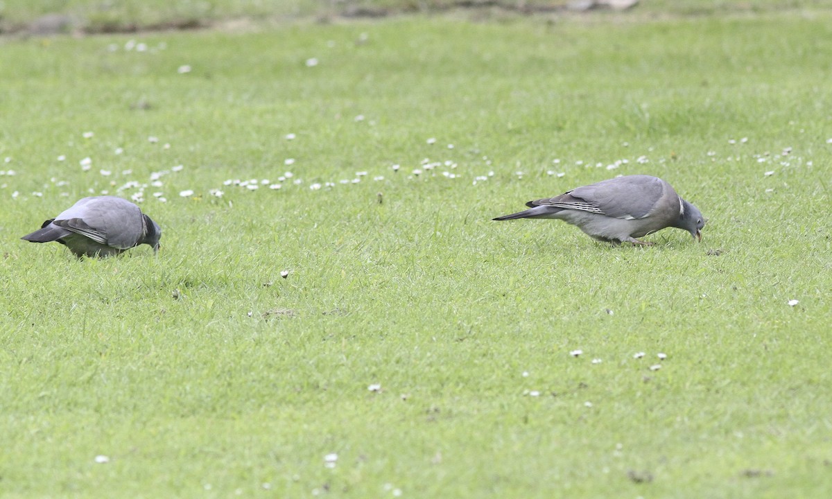 Common Wood-Pigeon (White-necked) - ML109649531