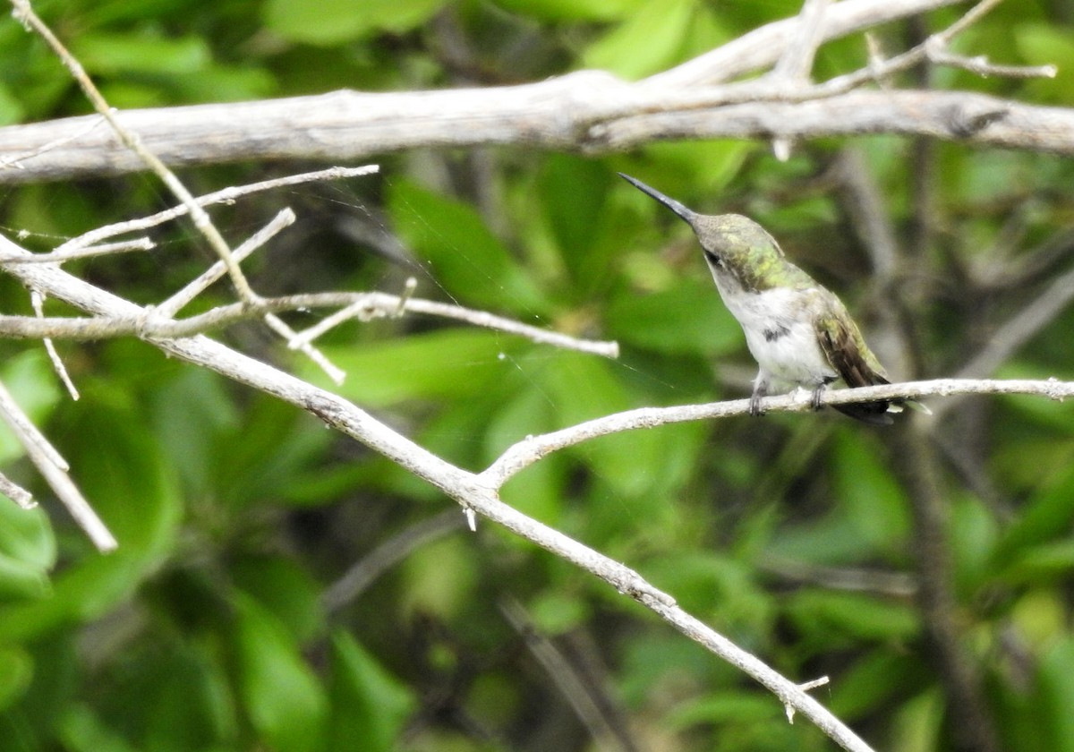 Ruby-throated Hummingbird - Carolyn Longworth