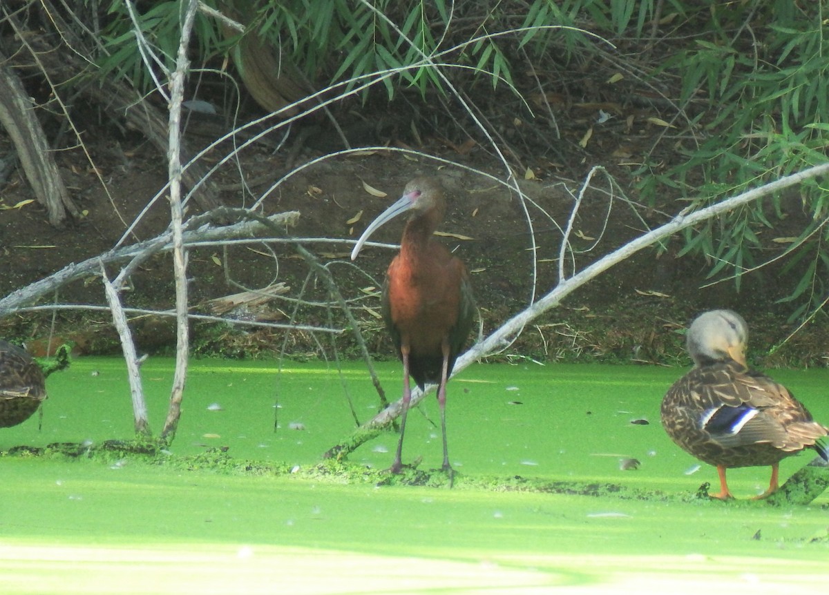 White-faced Ibis - Michael Welch