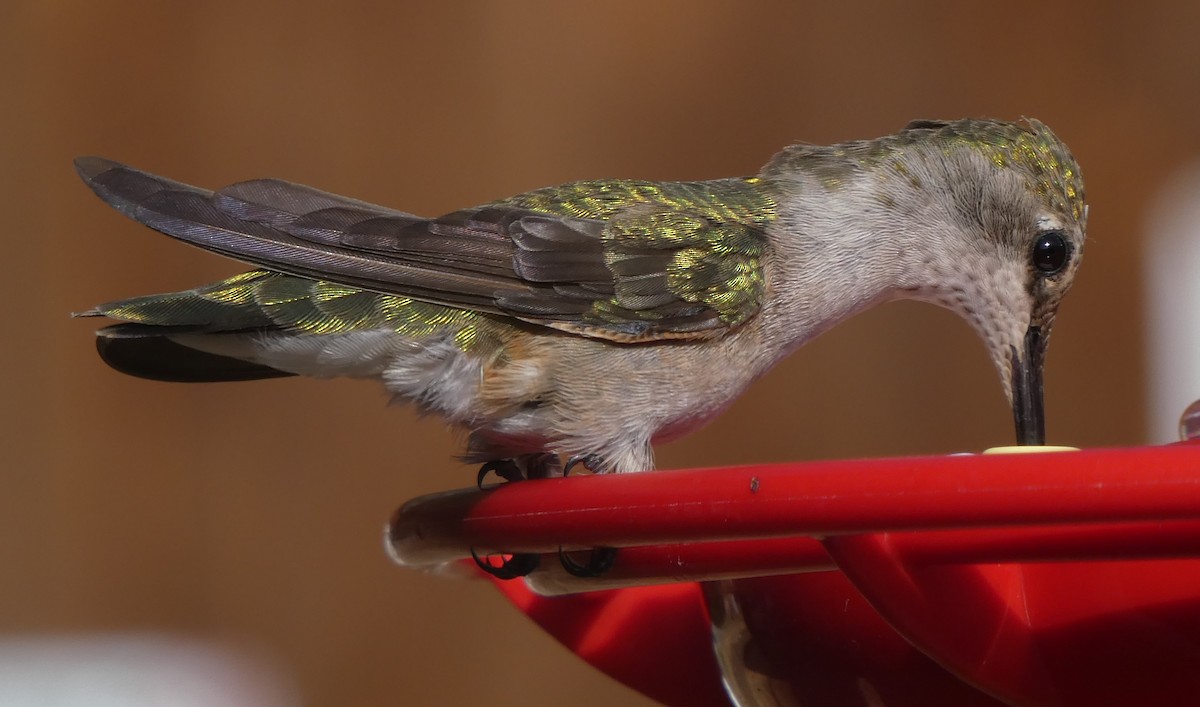 Black-chinned Hummingbird - Jonathan Lautenbach