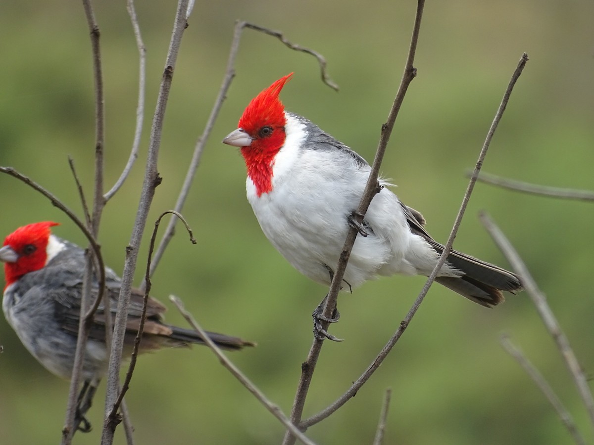 Red-crested Cardinal - ML109654971