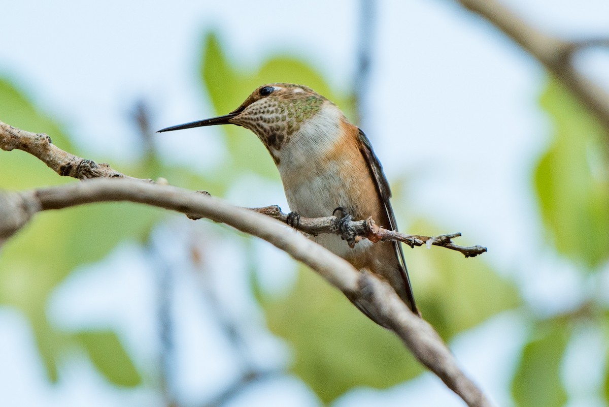 Rufous Hummingbird - ML109657441