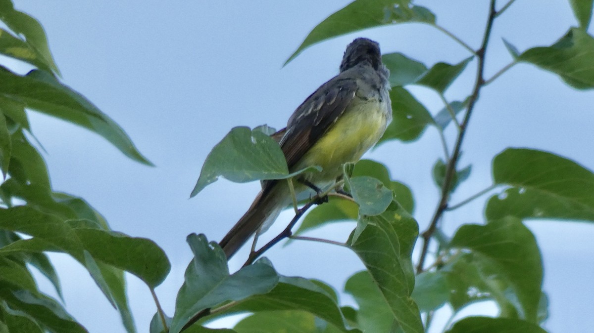 Great Crested Flycatcher - ML109658241