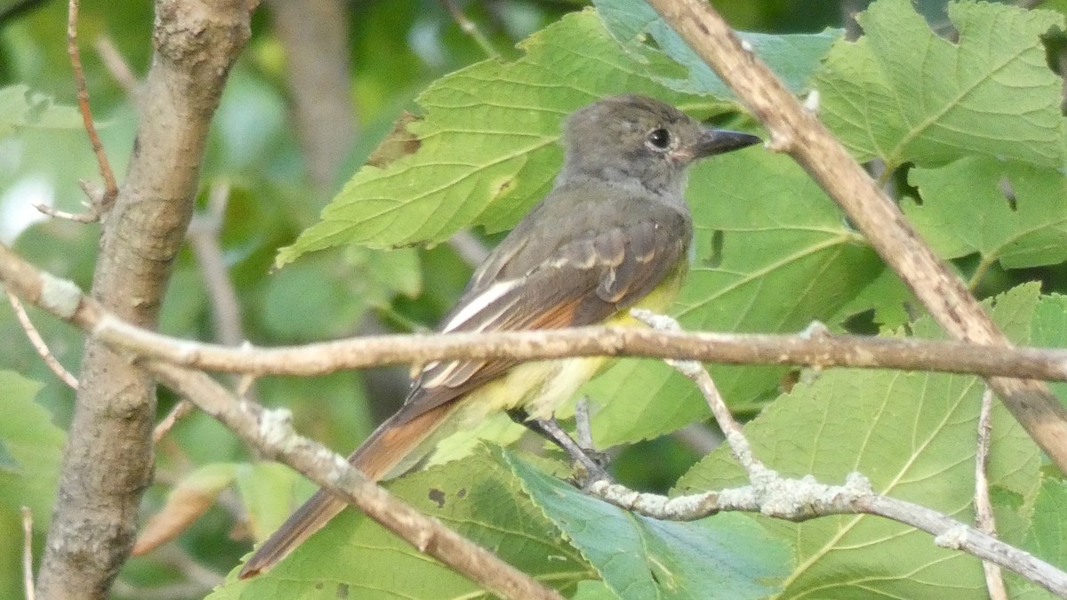 Great Crested Flycatcher - ML109658321