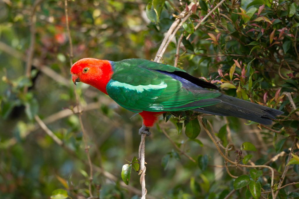 Australian King-Parrot - Ilya Povalyaev