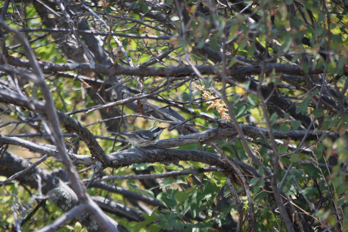 Black-throated Gray Warbler - Santi Tabares