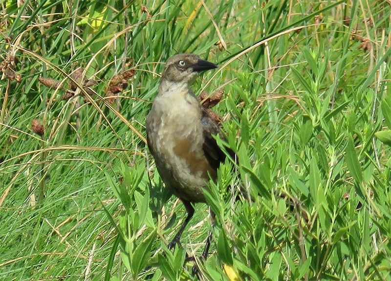 Boat-tailed Grackle - ML109666421