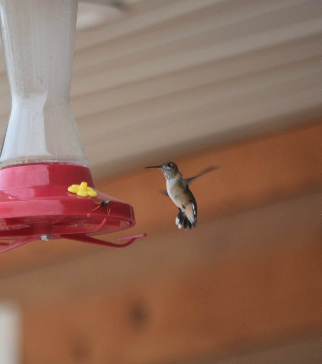 Broad-tailed Hummingbird - ML109666901