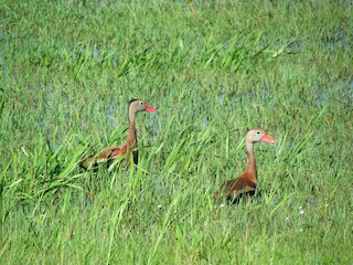 Black-bellied Whistling-Duck, ML109668321