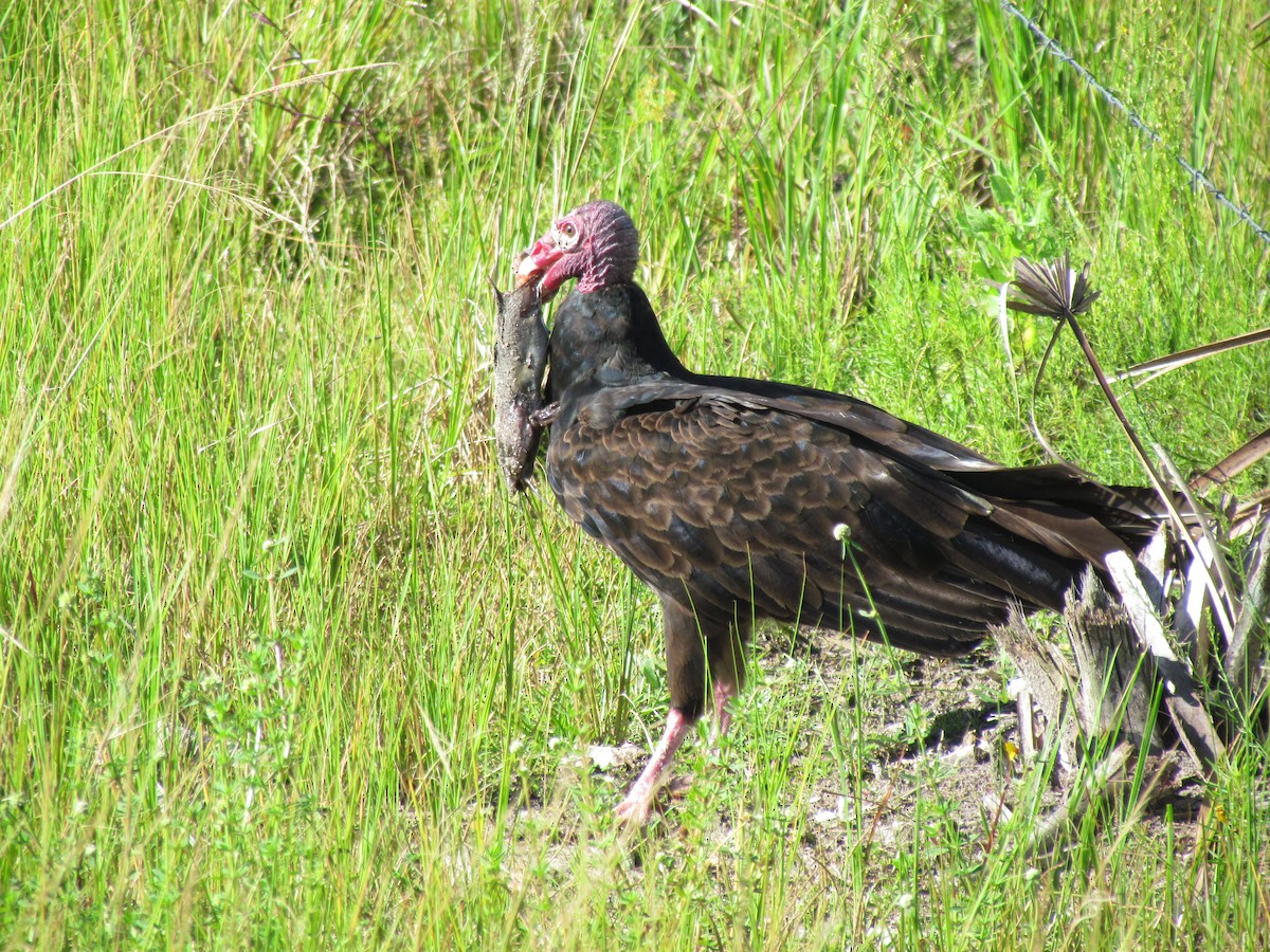 Turkey Vulture - Derek LaFlamme