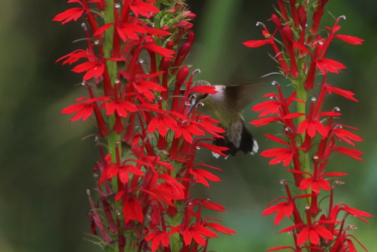 Ruby-throated Hummingbird - ML109673561