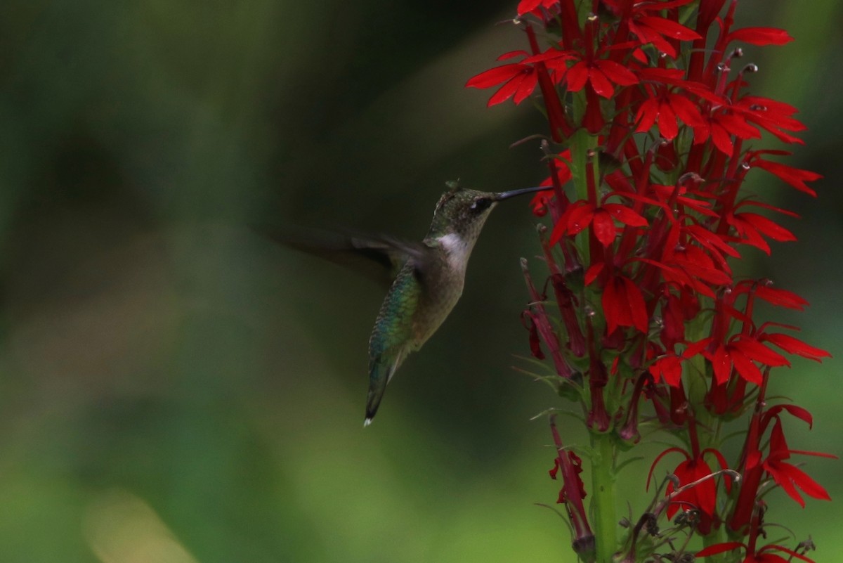 Ruby-throated Hummingbird - ML109673591