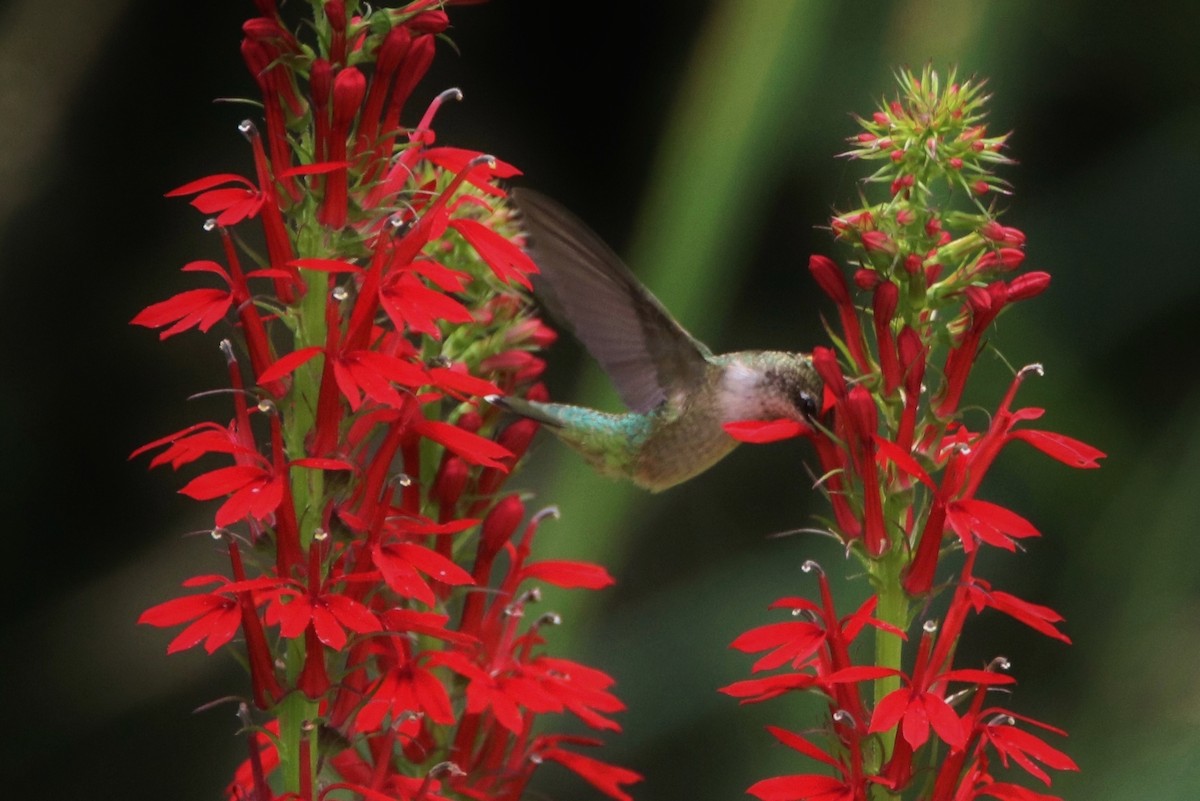 Ruby-throated Hummingbird - ML109673621