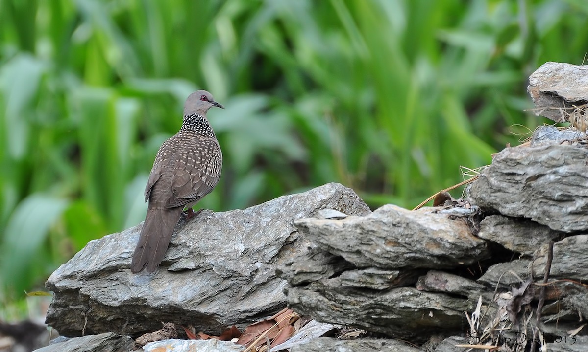 Spotted Dove - ML109675311