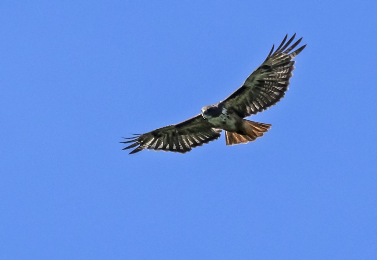 Red-tailed Hawk - lorenia Peregrine