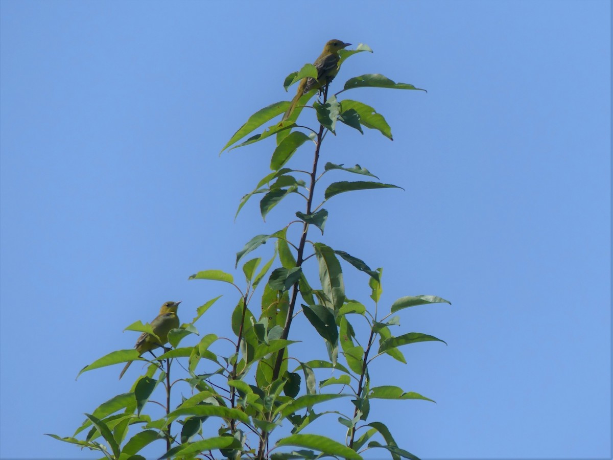 Orchard Oriole - ML109677291