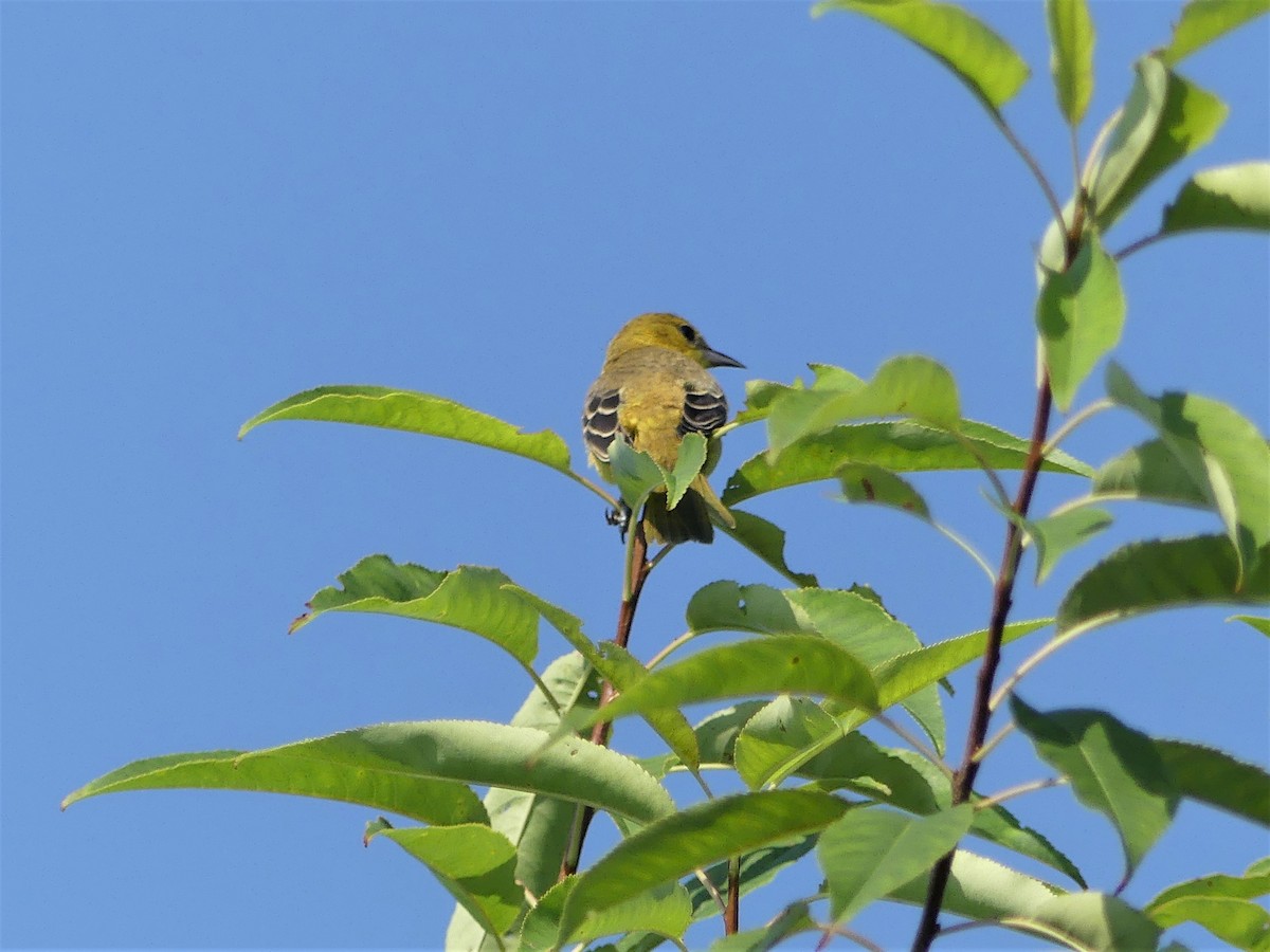 Orchard Oriole - ML109677341