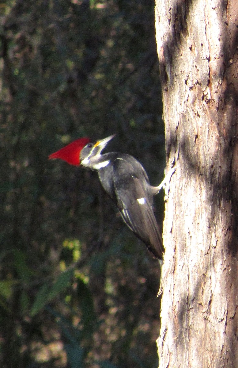 Black-bodied Woodpecker - ML109678521