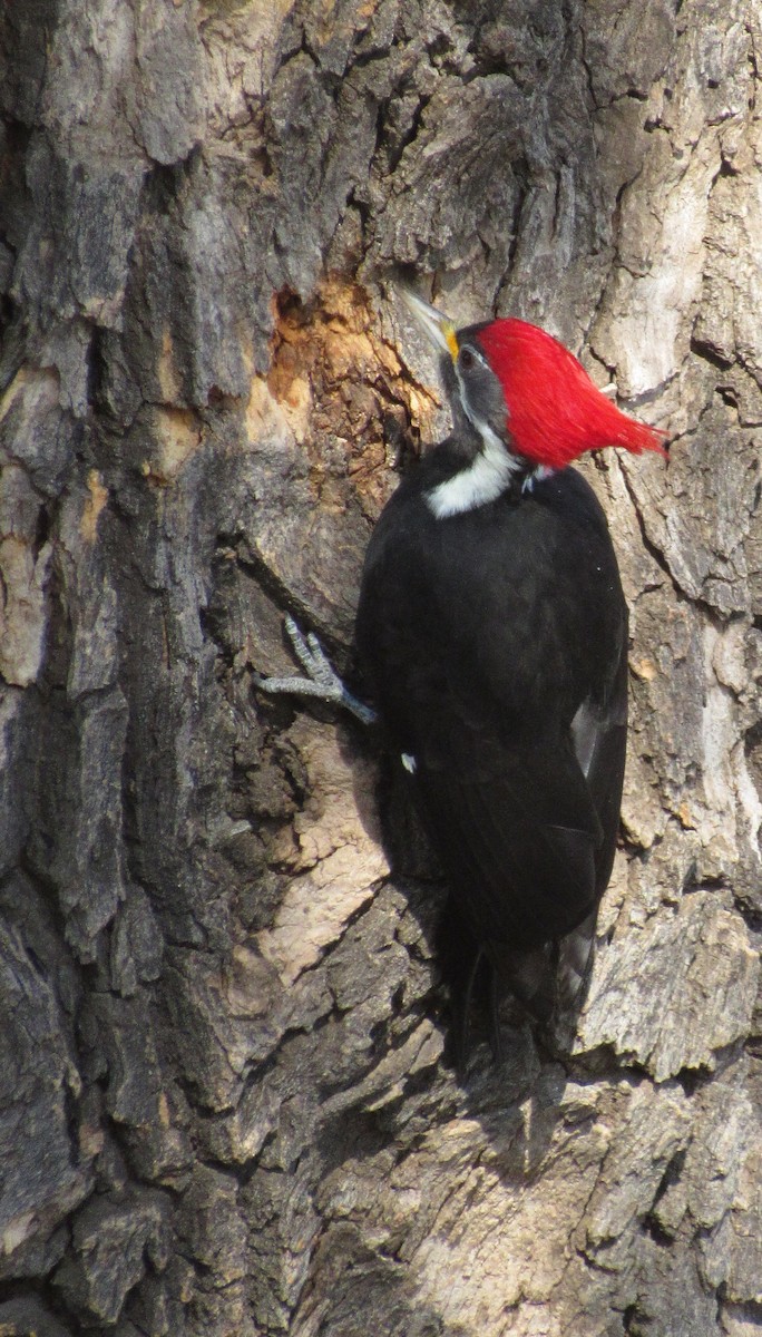 Black-bodied Woodpecker - ML109678531