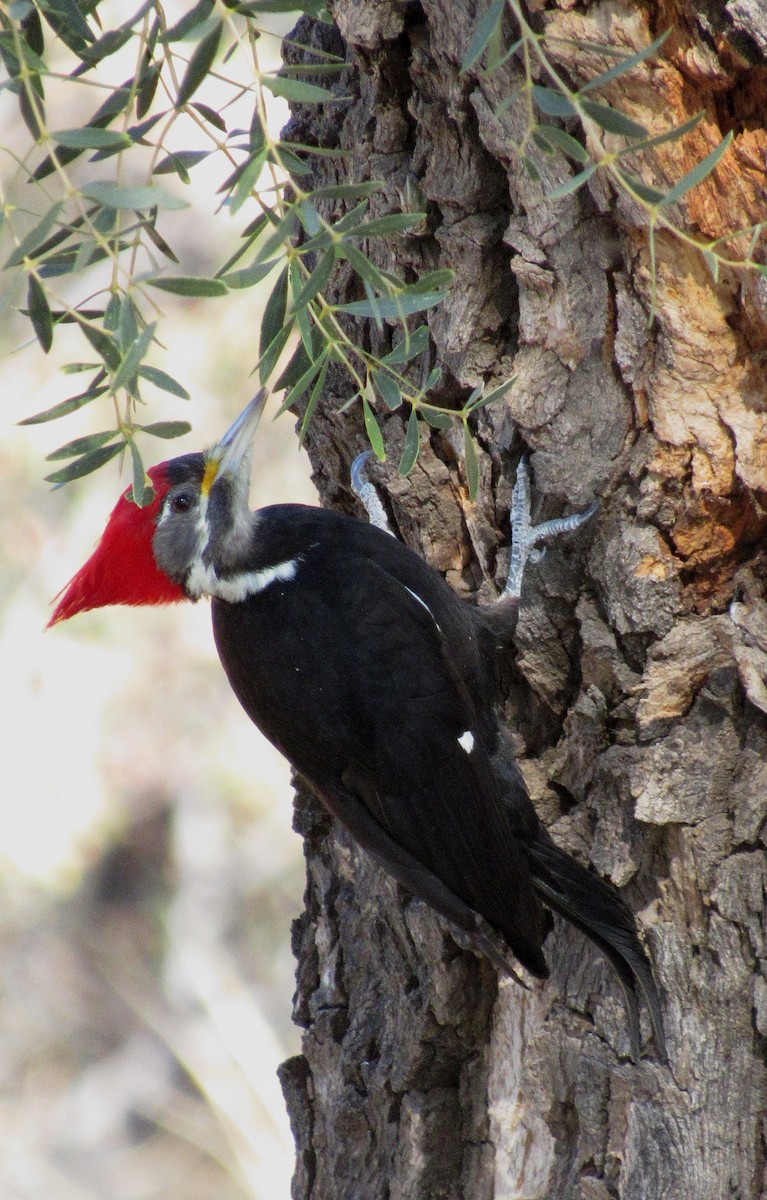 Black-bodied Woodpecker - ML109678551