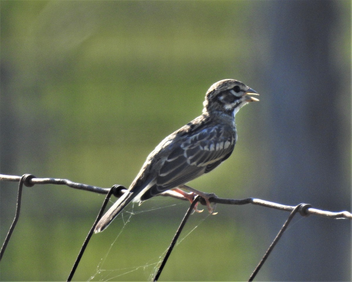 Lark Sparrow - Rick Kittinger
