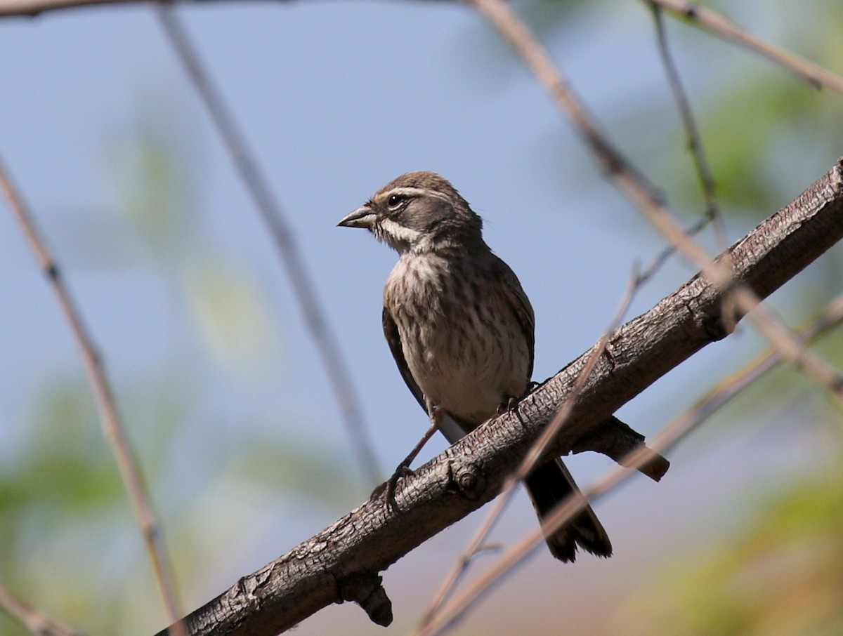 Black-throated Sparrow - Matthew Grube