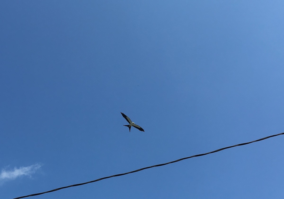 Swallow-tailed Kite - Jed Pitre